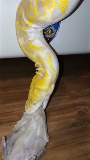 python not letting go of his food #reticulatedpython #retic #python #bigpython #reticulatedpythons