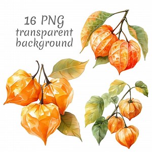 16 Physalis Chinese Lantern Flower Watercolor Clipart PNG. Digital Download, Junk Journals, Transparent Background, Scrapbooking Card Making - Etsy Canada