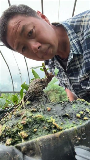 #BonsaiPruning #BonsaiTechniqueSharing #BonsaiTrimming #BonsaiSkillsSharing