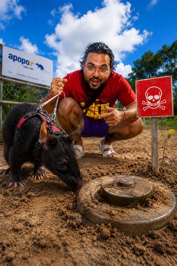 These Rats Hunt Landmines 🐀🇰🇭 | rat