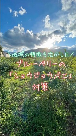 ブルーベリーの「ショウジョウバエ」対策