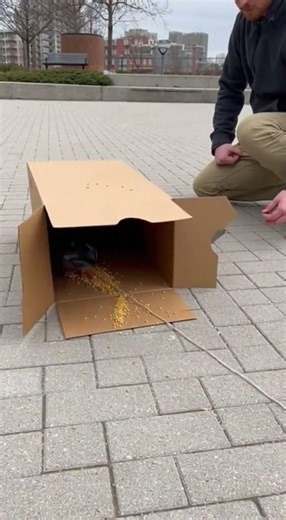 Easy Simple Pigeon Trap Using Cardboard Box Catch Birds Fast #DIY #PigeonTrap #BirdControl