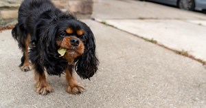 Mon chien mange tout ce qui traîne: causes et solutions