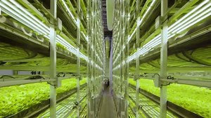 Vertical farming provides alternative way to grow fruits and vegetables