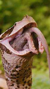 422K views · 1.8K reactions | Viper Swallowing a mice #viper #snake #reptile #swallow #mice #wild #prey #nature #wildlife HA62249 | HAWI Studios | Facebook