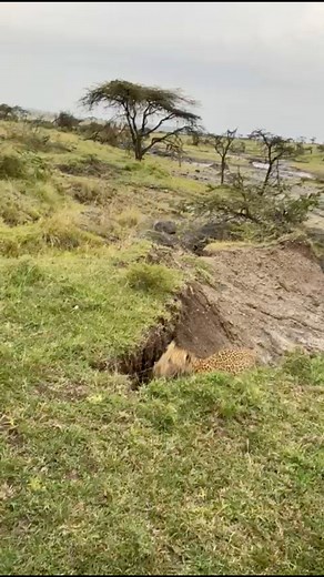 247K views · 4.6K reactions | Incredible Leopard Calling Sounds  #leopard #wildlife #wow #dk #safari | Wildest Kruger Sightings | Facebook