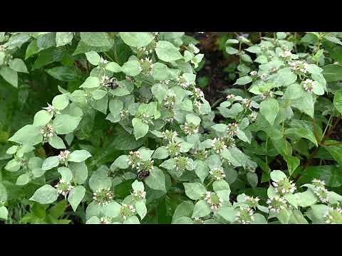 Mountain Mint Plant Profile