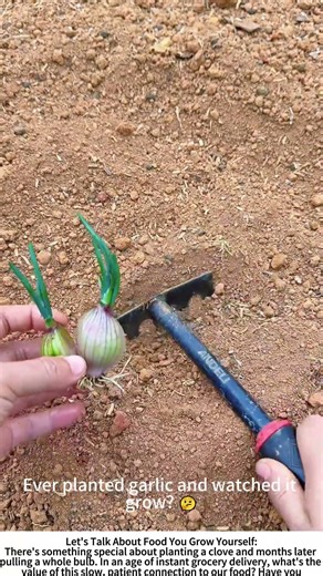 Planting Tomorrow's Flavor: Setting Garlic Shoots in the Field 🧑🌾🌿
