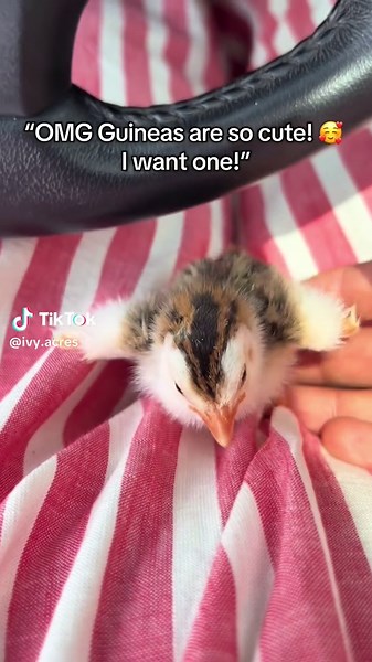 Guineafowl: Nature's Ticks Eaters on the Farm
