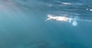 57 reactions | “I wore flippers. I was afraid of sharks, fish, and...