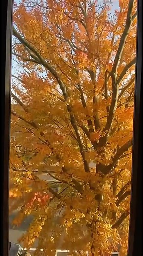 Tree's YEARLY TRANSFORMATION! 🍂🌸🌳 #TimeLapse #Nature #Seasons