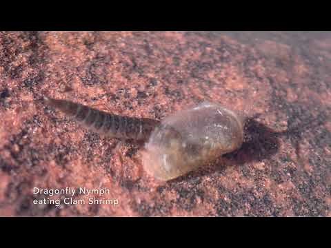 Macro Life in an Ephemeral Pool at Red Rock Canyon ~ Clam Shrimp, Fairy Shrimp, Triops