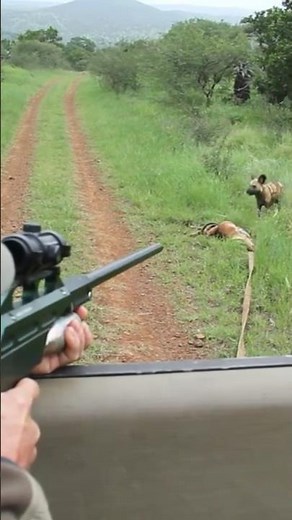 A perfect tranquilizer dart shot to rescue an African wild dog by a professional vet.