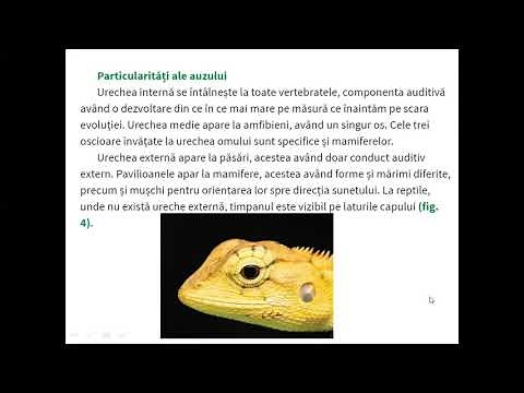 PARTICULARITATI ALE SENSIBILITATII LA VERTEBRATE - Lectii de biologie clasa a VII-a