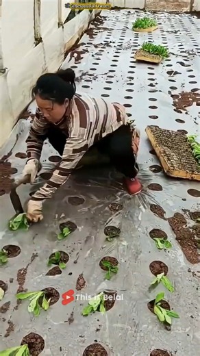 How Farmers Grow Potatoes Without Using Soil