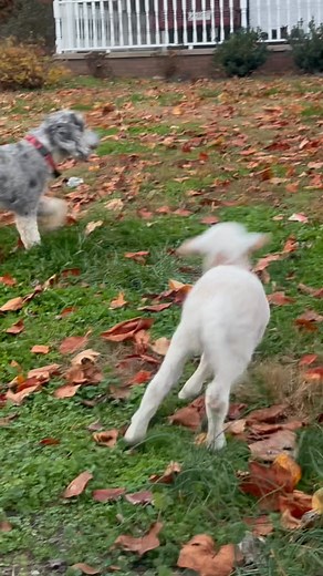 Pickle playing with the “other dogs”. | Kingbone Farm Homestead and Aussiedoodles