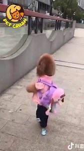 4.4K views · 236 reactions | The dog walks on two legs #2  #petcrush | 퓟퓮퓽 퓒퓻퓾퓼퓱 | Facebook