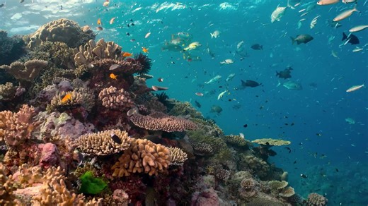 Witness the vibrant life beneath the waves, from majestic whales to the tiniest plankton, and discover the crucial role our oceans play in sustaining life on Earth. #WildOcean, Sundays from 18:00 DStv Channel 182 | National Geographic Africa