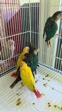 How to hand feed baby birds!!