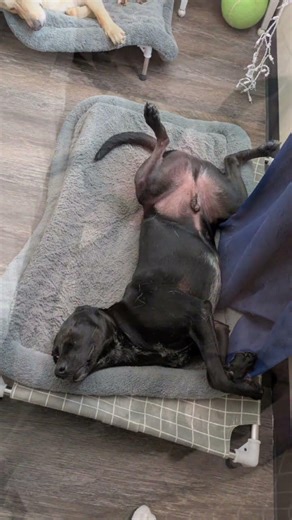 Why does my dog sleep like this? 😭