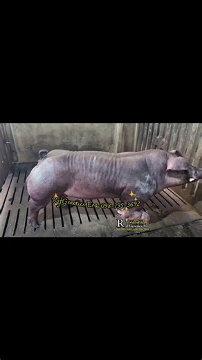 Line 6.... | Rsf Genetic Swine Era.