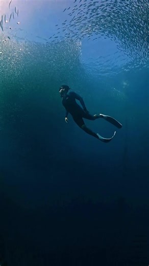 Moalboal magic. ✨ #moalboalcebu #sardinerun #freedive #cebu #travel