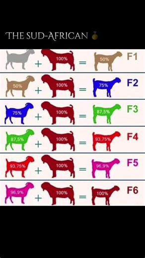 #thesudafrican #mamendiayesavon😂😂😂🤣🤣🤣🤣 #viral_video #boergoats #genetics @Kumba Genetics @Steven_Moussa 🇸🇳