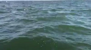 14K views · 354 reactions | Big feed on just off of the Old Saybrook town beach. Blues ranging from 14"-24" | Connecticut Fish and Wildlife | Facebook