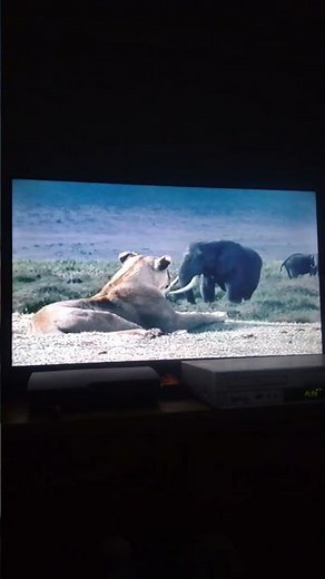 Walking With Dinosaurs Death Of A Dynasty The Mammals