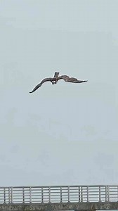 Have you ever seen an Osprey skip across the surface of the water like a stone?