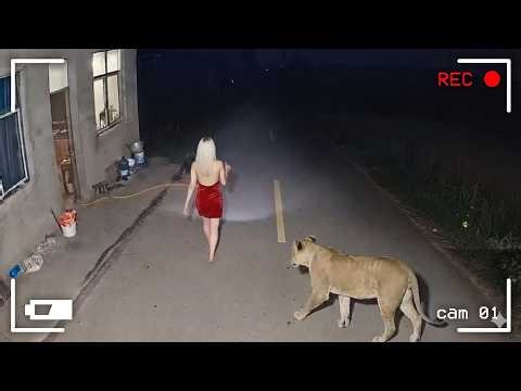 Scariest Animal Encounters in Cities That Feel Too Real to Watch | Best of the Month