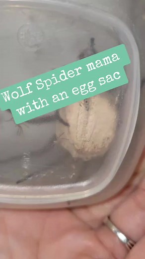 Wolf Spider Explosion!! (We took them outside and saved them all!) #spider #horror #scary #terrifying #florida #yayflorida #floridaman #eww #ew #gross