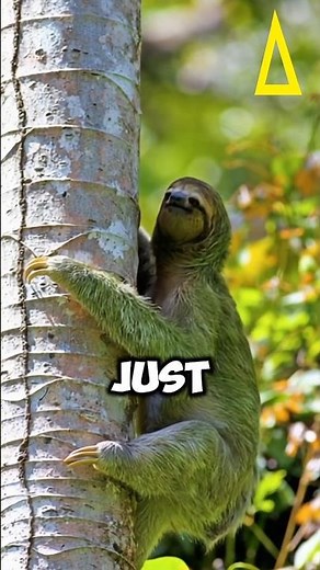 The Sloth | Nature’s Slow and Peaceful Creature #animalfacts #animals #facts #wildlife