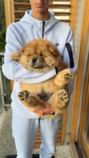 💙🐶🍼 lovely baby boy, as toy 🧸 #chowchowpuppy #chowchow #chowchowlovers #chowchowworld #chowchowpuppies #puppy #puppies #doglover #dog #pets | Xia Jovana Chow
