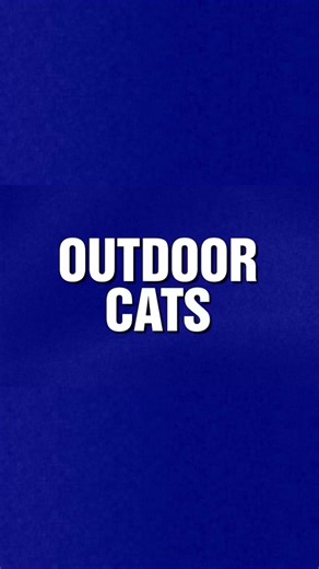 Jeopardy! (@jeopardy) - Engaging Trivia Challenge with Cats and Jeopardy!