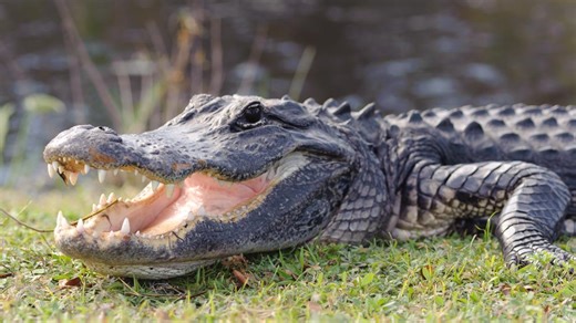 Applications for Florida statewide alligator hunt open now