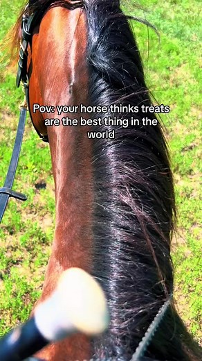 7.3K views · 121 reactions | She gets a little excited 藍 #horse #adorable #funnyhorse #bestfriend #horseriding #farm #equestrian #farmlife #trending | Einstein The Donkey | Facebook