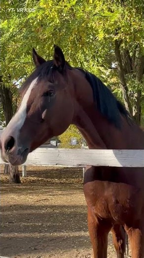 🐴 Horse Runs & Plays! Cute Farm Fun for Kids 🐎 #horse #animals #kidsvideo #shortvideo