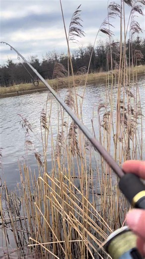 🎣#profishing#catchandrelease #pike#predator#irishcrocodile#fyp#love#followme #pikefishing