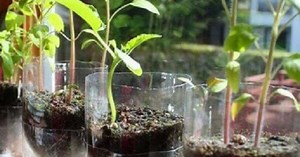 Horta com Garrafa PET: Cultive Hortaliças e Temperos em Espaços Pequenos