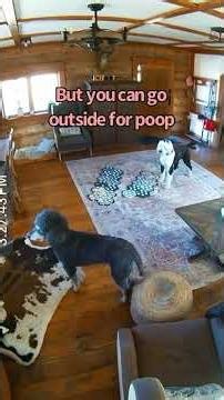 I keep telling people that communicating with a dog is like talking to a 3 year old... #talkingdog
