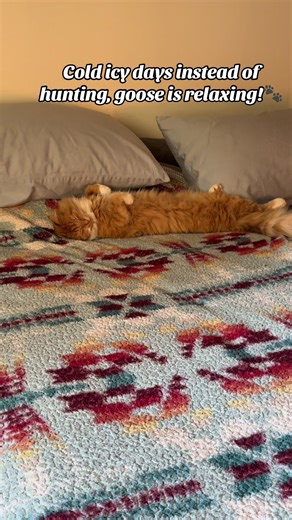 What a lazy kitty! Where do you think we go his name from? drop in comments below! #goose #disneyadult #lazykitten #orangekitten #winterdays