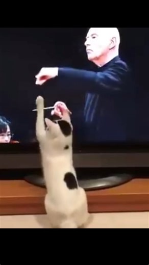 When your cat thinks it’s the orchestra conductor 🎻🐱… and absolutely nails it! Who else has a maestro kitty at home? #CatVideo #CatMaestro #FunnyCats #Orchestra #PetReels #CatLovers #ViralPets #PetHumor #MusicAndCats | Cellists