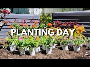 Create Stunning Container Gardens with Sun-loving Flowers