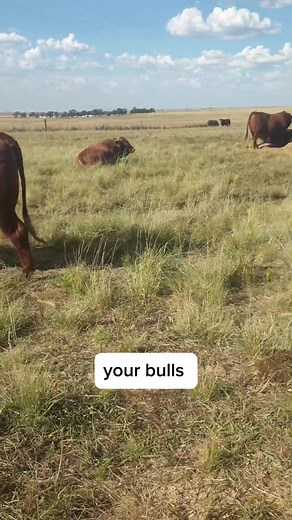 Farming Tips: How to Feed Bovelder Cattle for Optimal Condition
