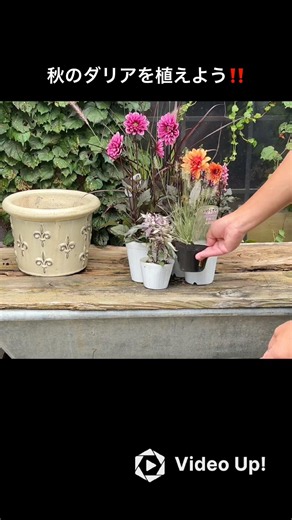 秋のダリアを植えよう‼️#shorts #ガーデニング #園芸 #寄せ植え #ダリア #フローラ黒田園芸 #黒田園芸 #黒田健太郎