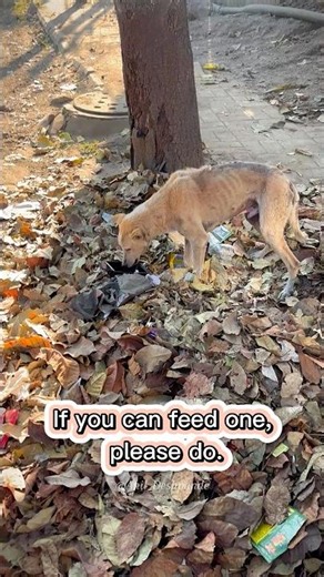 Hungry street dog finally eats today 🐾❤️ #streetdogs #feedstrays #kindness