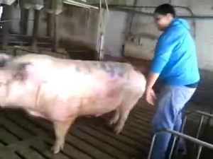 Guy rides male pig the last 30 sec is very FUNNY!!