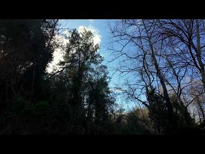 Beautiful Trees in Forest | Relaxing Nature 4K UHD | Free Stock Video