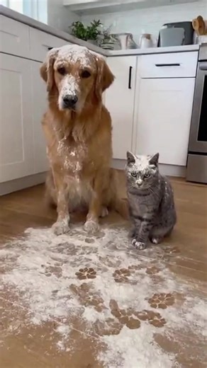 Never trust a cat! | Trivia Fellowship